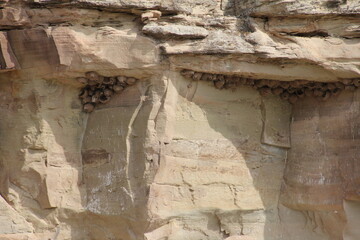 Cave swallow birds New Mexico