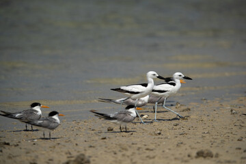 Crab plovers and greater crested tern at Busaiteen coast, Bahrain