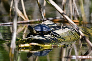 turtle in the pond