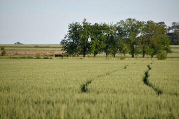 Árboles en el campo