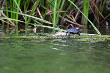 turtle in the pond