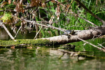 turtle in the pond