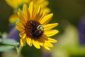 Helianthus tuberosus - Jerusalem artichoke Flower and Bee Central Park - NY