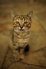 Lovely grey tabby kitten sitting on a stone road in summer.