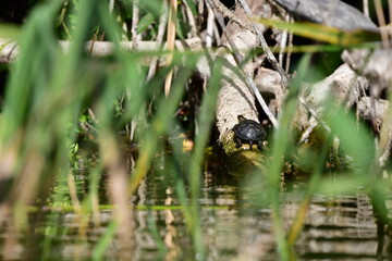 turtle in the pond