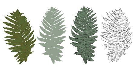 Set of fern leaves. Decorative botanical illustration. Isolated white background