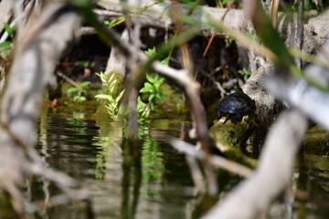 turtle in the pond