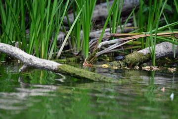 turtle in the pond
