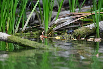 turtle in the pond