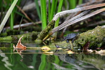 turtle in the pond