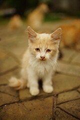 Cute fluffy beige kitten sitting on a stone road in summer