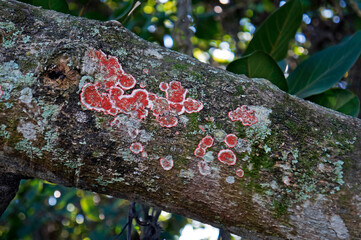 Red lichen on tree branch