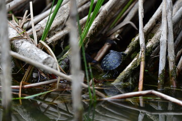 turtle in the pond