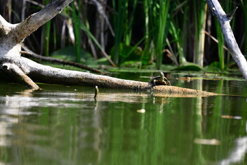 turtle in the pond