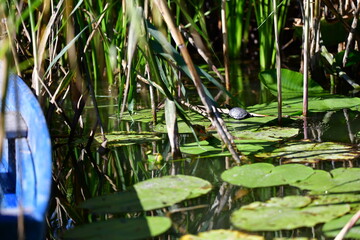 turtle in the pond