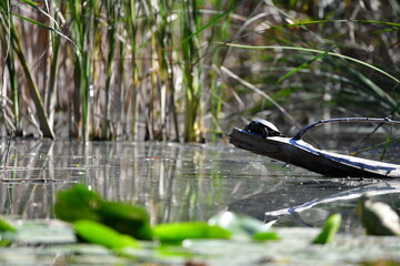 turtle in the pond