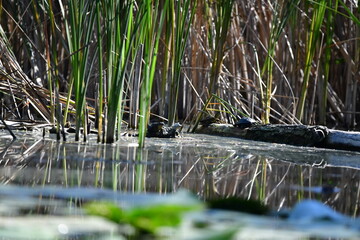 turtle in the pond