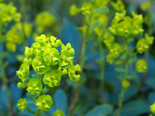 Closeup of a pretty yellow Euphorbia flower in a garden