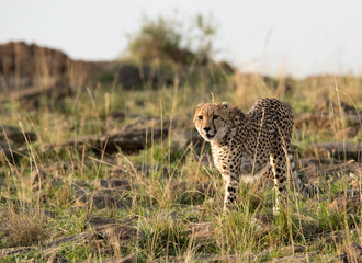 Cheetah searching for food,  Masai Mara