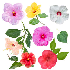 Digital Painting of Hibiscus flowers isolated on white background