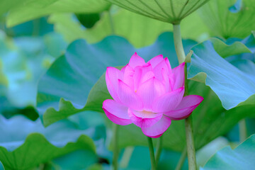 Obraz premium 蓮の花 Lotus flower