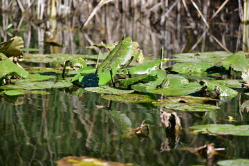 frog on a leaf