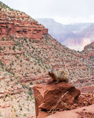 Squirrel hanging out along Bright Angel Trail at the Grand  Canyon 
