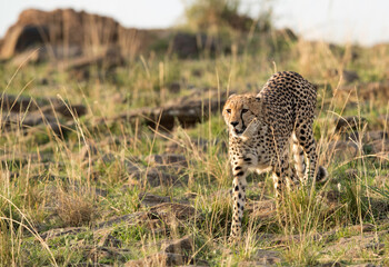 Cheetahon rocky hill at Masai Mara