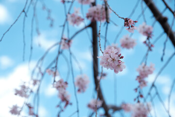 枝垂れ桜　Weeping cherry tree