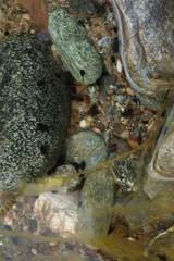 These photos are a part of series featuring Catalina Island in the Spring of 2020