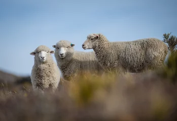 Fotobehang MErino sheep New Zealand © Simon Larkin