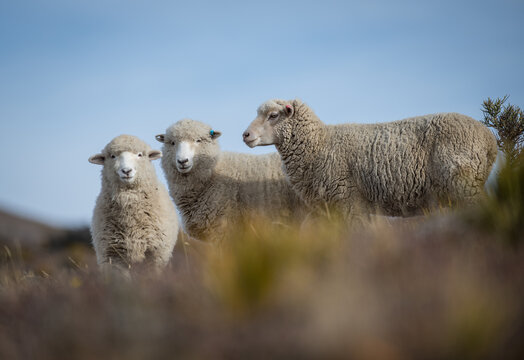 MErino Sheep New Zealand