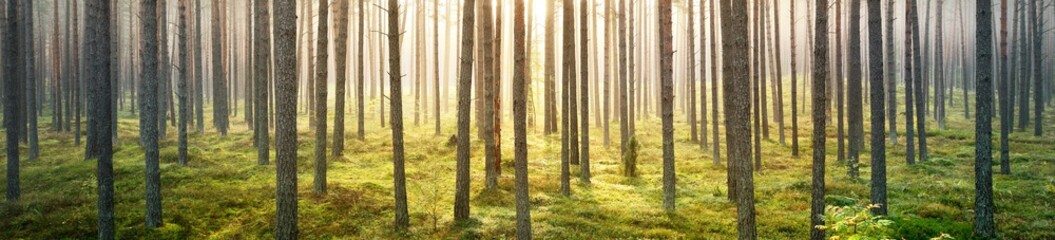 Breathtaking panoramic view of the pine forest at sunset. Golden evening light through the tree trunks. Picturesque scenery. Ecology, pure nature, environmental conservation in Europe