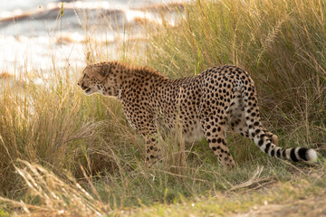 Fototapeta na wymiar Cheetah observing the other end of Mara river, Masai Mara