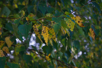 Obraz premium A birch branch with colorful autumn foliage close-up.