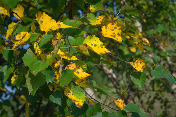 Fototapeta premium A birch branch with colorful autumn foliage close-up.