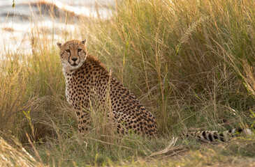 Cheetah at the bank of Mara river in the mid of tall grasses, Masai Mara