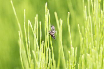 bug on a leaf