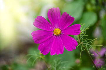 Fototapeta premium Summer flowers pink cosmos flowers - in Latin Cosmos Bipinnatus