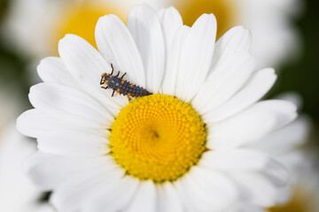 Obraz premium bug on a daisy flower