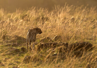 Cheetah in the evening light, Masai Mara