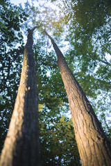Fototapeta premium under the tree