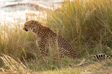 Cheetah at the bank of Mara river, Masai Mara