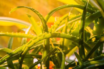 green prickly aloe leaves on a natural background, close-up