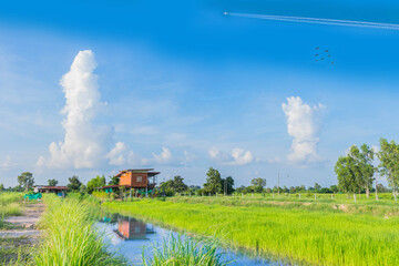Fototapeta na wymiar The countryside, green paddy rice field with beautiful sky cloud in upcountry Thailand.