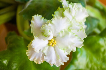 Blooming Home decorative flowers African violet Saintpaulia Irish Laughter, LLG-Herringshaw selection.