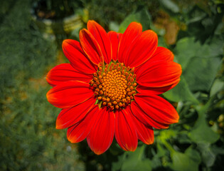 red gerbera flower