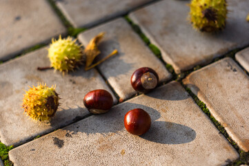 horse chestnut buckeye conker on paving slabs, autumn background, close up