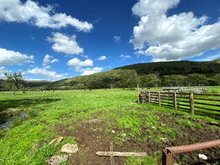 Fototapeta na wymiar Landscape, with fencing, earth and cattle in the distance, on a sunny day in, Buckden, Skipton, UK