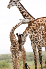 Giraffes showing courtship, at Masai Mara